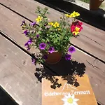 Hytte Edelweiss Mountain - 1 Hour Hike Up From Station - On Hiking Trail - No Transport *